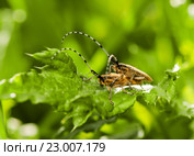 Два жука усача размножаются сидя на зелёном листке. Стоковое фото, фотограф Игорь Низов / Фотобанк Лори