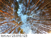 Почему я не видел раньше этого голубого неба. Стоковое фото, фотограф Перевалов Николай / Фотобанк Лори