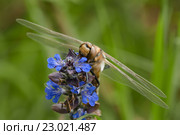Стрекоза Симпетрум (Sympetrum flaveolum) сидит на лесном цветке. Стоковое фото, фотограф Игорь Низов / Фотобанк Лори