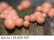 Миксомицет Lycogala epidendrum на старом пне. Стоковое фото, фотограф Александр Курлович / Фотобанк Лори