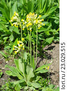 Примула весенняя (лат. Primula veris) Стоковое фото, фотограф Елена Коромыслова / Фотобанк Лори