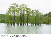 Кипарис болотный, растущий из воды на горном озере. Стоковое фото, фотограф Иванов Алексей / Фотобанк Лори