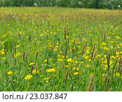 meadow with dandelions and Timothy-grass. Стоковое фото, фотограф Александр Fanfo / Фотобанк Лори