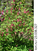 Цветущий куст смородины кроваво-красной (Ribes sanguineum Pursh.), общий вид. Стоковое фото, фотограф Ирина Борсученко / Фотобанк Лори