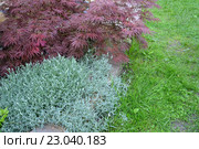 Клен дланевидный "Bloodgood" (Acer palmatum (Thunb.) Thunb.) и ясколка Биберштейна (Cerastium biebersteinii) в парке. Стоковое фото, фотограф Ирина Борсученко / Фотобанк Лори