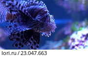 Лучистый Pterois. Стоковое видео, видеограф Андрей Армягов / Фотобанк Лори