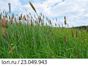 Russian meadow with Timothy-grass. Стоковое фото, фотограф Александр Fanfo / Фотобанк Лори