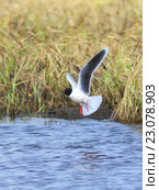 Малая чайка (Larus minutus) весной на Ямале. Птица ловит рыбу на озере. Стоковое фото, фотограф Григорий Писоцкий / Фотобанк Лори