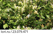 Жимолость японская (Lonicera japonica Thunb.) – вид рода Жимолость (Lonícera) из семейства Жимолостные (Caprifoliaceae). Стоковое видео, видеограф Олег Хархан / Фотобанк Лори