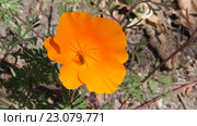 Эшшольция калифорнийская ( Eschscholzia californica) Стоковое видео, видеограф Олег Хархан / Фотобанк Лори