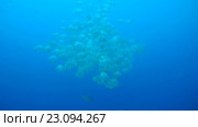 Большая стая платаксов (Platax orbicularis) в голубой воде. Стоковое видео, видеограф Некрасов Андрей / Фотобанк Лори
