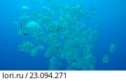 Большая стая платаксов (Platax orbicularis) в голубой воде. Стоковое видео, видеограф Некрасов Андрей / Фотобанк Лори