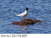 Малая чайка (Larus minutus) весной на Ямале. Птица стоит на небольшом островке среди озера. Стоковое фото, фотограф Григорий Писоцкий / Фотобанк Лори
