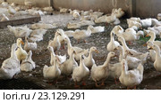 ducks on poultry farm. Стоковое видео, видеограф Яков Филимонов / Фотобанк Лори