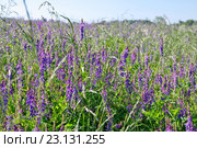 Летнее поле. Мышиный горошек, вика многоцветковая (Vicia cracca) Стоковое фото, фотограф Илюхина Наталья / Фотобанк Лори