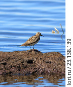 Взрослый белохвостый песочник (Calidris temminckii). Птица на островке в июне. Ямало-Ненецкий автономный округ. Стоковое фото, фотограф Григорий Писоцкий / Фотобанк Лори