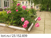 Клумба с пионами на фоне здания. Стоковое фото, фотограф Сергей Овчинников / Фотобанк Лори