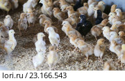 small multicolored chicks. Стоковое видео, видеограф Яков Филимонов / Фотобанк Лори