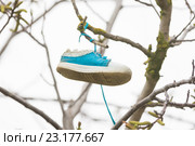 На ветке дерева повесили один кед. Стоковое фото, фотограф Иванов Алексей / Фотобанк Лори