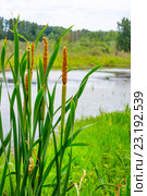 Рогоз широколистный  (Typha latifolia) —  род растений семейства Рогозовые (Typhaceae). Группа растений на берегу болота. Стоковое фото, фотограф Евгений Мухортов / Фотобанк Лори