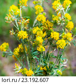 Люцерна серповидная или Люцерна жёлтая(Medicago falcata) — многолетнее травянистое растение; вид рода Люцерна (Medicago) семейства Бобовые (Fabaceae) Стоковое фото, фотограф Евгений Мухортов / Фотобанк Лори