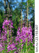Иван-чай узколистный (Chamerion angustifolium), или Кипрей узколистный (Epilobium angustifolium). Цветение растения на Ямале. Стоковое фото, фотограф Григорий Писоцкий / Фотобанк Лори