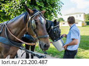 Извозчик поит лошадей из ведра (2016 год). Редакционное фото, фотограф Алёшина Оксана / Фотобанк Лори
