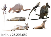 australia animals isolated. Стоковое фото, фотограф Яков Филимонов / Фотобанк Лори