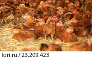 chickens on poultry farm. Стоковое видео, видеограф Яков Филимонов / Фотобанк Лори