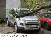 Рабочие убирают упавшее на стоянку дерево (2016 год). Редакционное фото, фотограф Павел Москаленко / Фотобанк Лори