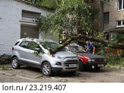 Рабочие убирают упавшее на стоянку дерево (2016 год). Редакционное фото, фотограф Павел Москаленко / Фотобанк Лори