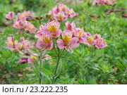 Альстремерия гибридная (Alstroemeria) Стоковое фото, фотограф Наталья Гармашева / Фотобанк Лори
