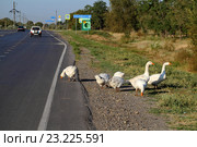 Гуси на обочине автомобильной дороги. Стоковое фото, фотограф A Челмодеев / Фотобанк Лори