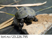 Черепаха на камне у воды. Стоковое фото, фотограф A Челмодеев / Фотобанк Лори