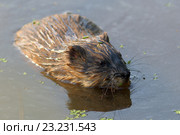 Ондатра, или мускусная крыса (лат. Ondatra zibethicus). Зверек среди водорослей на Ямале. Стоковое фото, фотограф Григорий Писоцкий / Фотобанк Лори