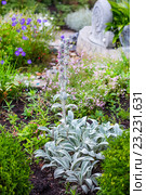 Стахис, Чистец шерстистый, византийский стахис ( Stachys lanata, Stachys byzantiana ). Цветущее растение на садовой клумбе. Стоковое фото, фотограф Евгений Мухортов / Фотобанк Лори