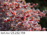 Teucrium heterophyllum plant. Стоковое фото, фотограф Яков Филимонов / Фотобанк Лори