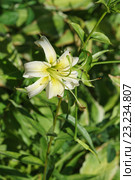Лилия тигровая Леди Элис (Lilium Lady Alice) Стоковое фото, фотограф Наталья Гармашева / Фотобанк Лори