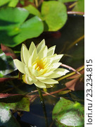 Кувшинка (Nymphaea) Стоковое фото, фотограф Наталья Гармашева / Фотобанк Лори