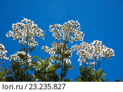 Эндемическая флора острова Гран Канария. Пижма, Tanacetum ptarmiciflorum. Стоковое фото, фотограф Tamara Kulikova / Фотобанк Лори