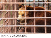 Бурый медведь в клетке. Стоковое фото, фотограф Анатолий Матвейчук / Фотобанк Лори