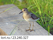 Взрослый белохвостый песочник (Calidris temminckii), взрослая птица на деревянной доске. Ямало-Ненецкий автономный округ. Стоковое фото, фотограф Григорий Писоцкий / Фотобанк Лори