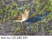 Взрослый белохвостый песочник (Calidris temminckii), птица вечером на берегу. Ямало-Ненецкий автономный округ. Стоковое фото, фотограф Григорий Писоцкий / Фотобанк Лори