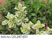 Бересклет Форчуна (Euonymus fortunei) Стоковое фото, фотограф Ирина Водяник / Фотобанк Лори