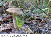 Подберёзовик обыкновенный (Leccinum scabrum) Стоковое фото, фотограф Игорь Долгов / Фотобанк Лори