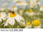 Оса на ромашке. Стоковое фото, фотограф Сергей Овчинников / Фотобанк Лори