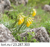 Цветущая оносма крымская (Onosma taurica), локальный фокус, малая ГРИП. Стоковое фото, фотограф Галина Хорошман / Фотобанк Лори