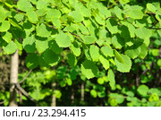 Молодая листва осины обыкновенной (лат. Populus tremula) Стоковое фото, фотограф Елена Коромыслова / Фотобанк Лори