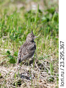 Жаворонок хохлатый. Crested Lark (Galerida cristata). Стоковое фото, фотограф Василий Вишневский / Фотобанк Лори