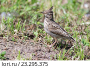Жаворонок хохлатый. Crested Lark (Galerida cristata). Стоковое фото, фотограф Василий Вишневский / Фотобанк Лори